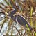Tricolored Heron